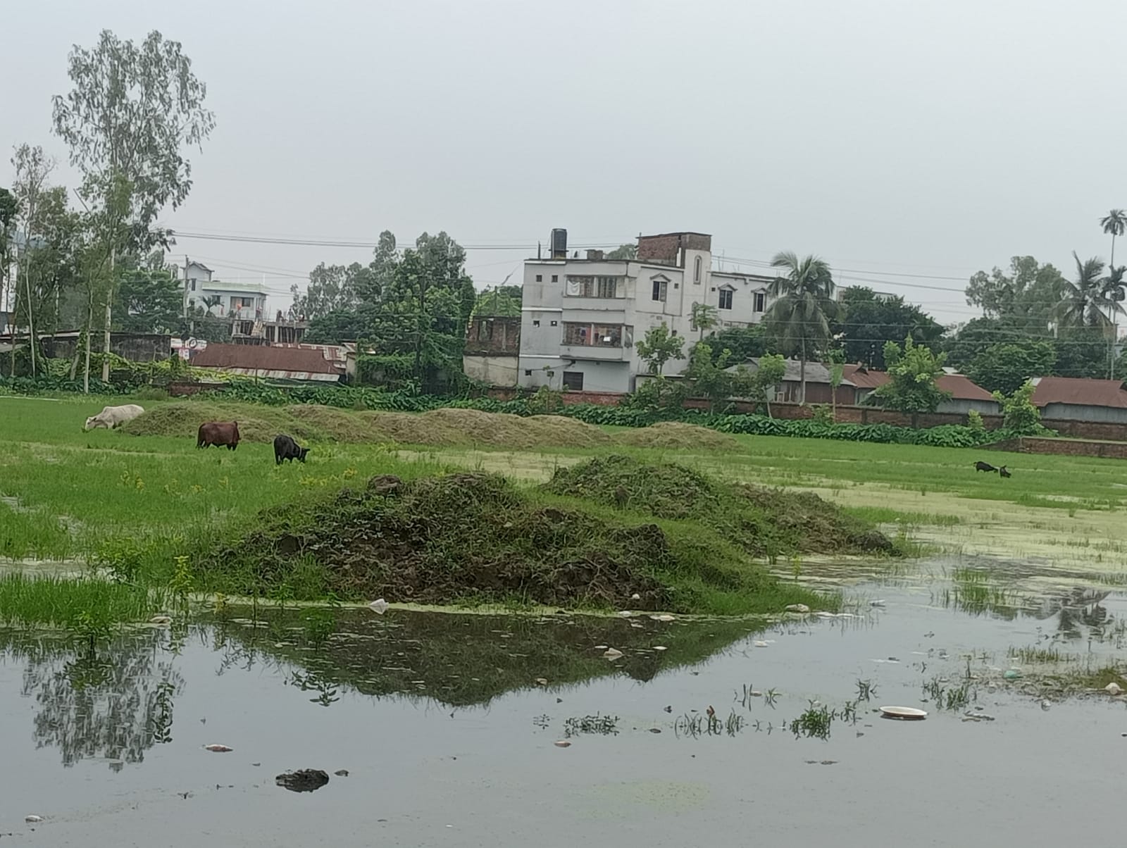 হাঁটু পানিতে নিমজ্জিত ধনবাড়ীর ঐতিহ্যবাহী নওয়াব ইনস্টিটিউশন খেলার মাঠ: খেলাধুলার বদলে চরছে গরু-ছাগল