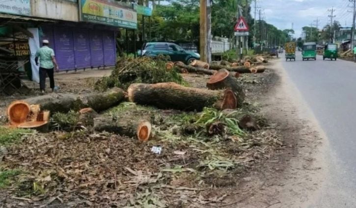 সওজ বলছে অনুমোদন নেই, বন বিভাগ কাটছে তবু সিলেট-তামাবিল সড়কের গাছ