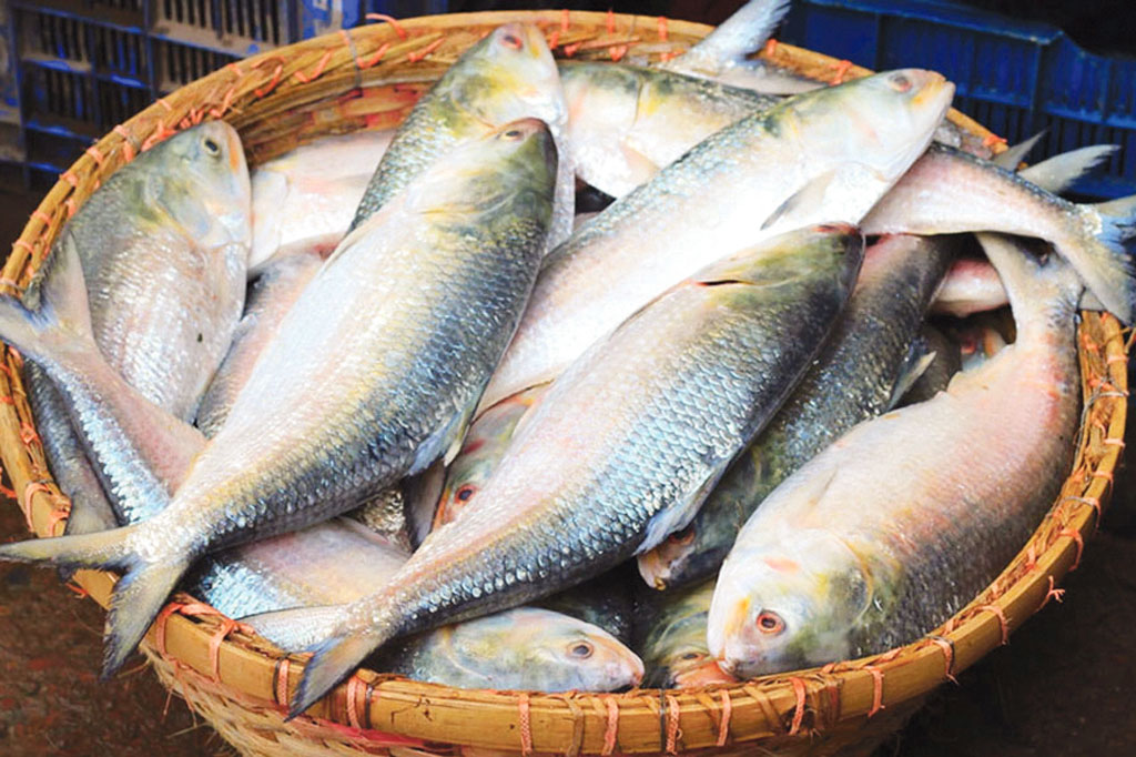 এবার দুর্গাপূজায় ভারতে যাচ্ছে না পদ্মার ইলিশ, বন্ধ থাকবে ভারতীয় ইলিশের আমদানিও