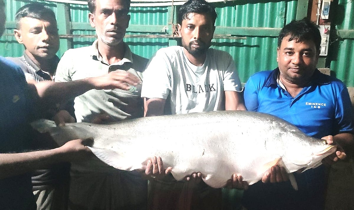 নাটোরে বড়শিতে ধরা পড়ল সাড়ে ১৩ কেজি ওজনের চিতল মাছ