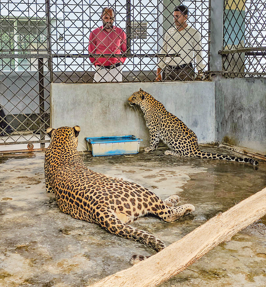 প্রাণী দিবস আজ: লেপার্ড দুটির কোয়ারেন্টিন শেষ হয়নি ৯ বছরেও